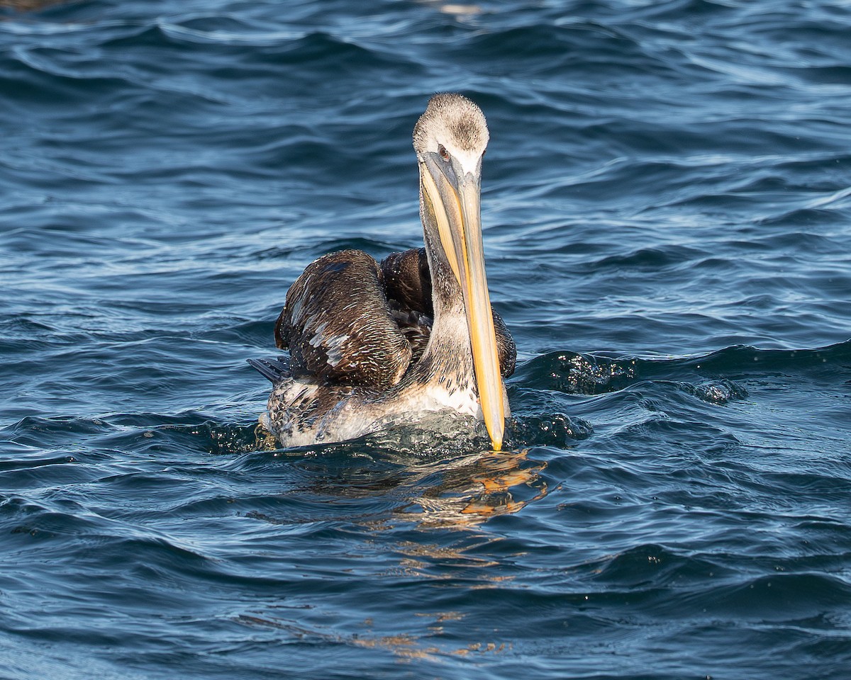 Peruvian Pelican - ML638254970