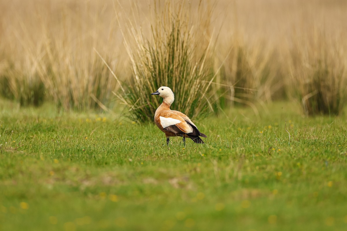 Ruddy Shelduck - ML638254972