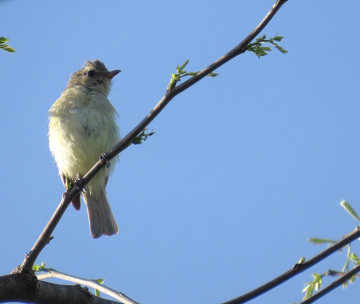 Northern Beardless-Tyrannulet - ML638254974