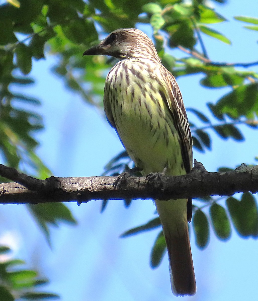 Sulphur-bellied Flycatcher - ML638254990
