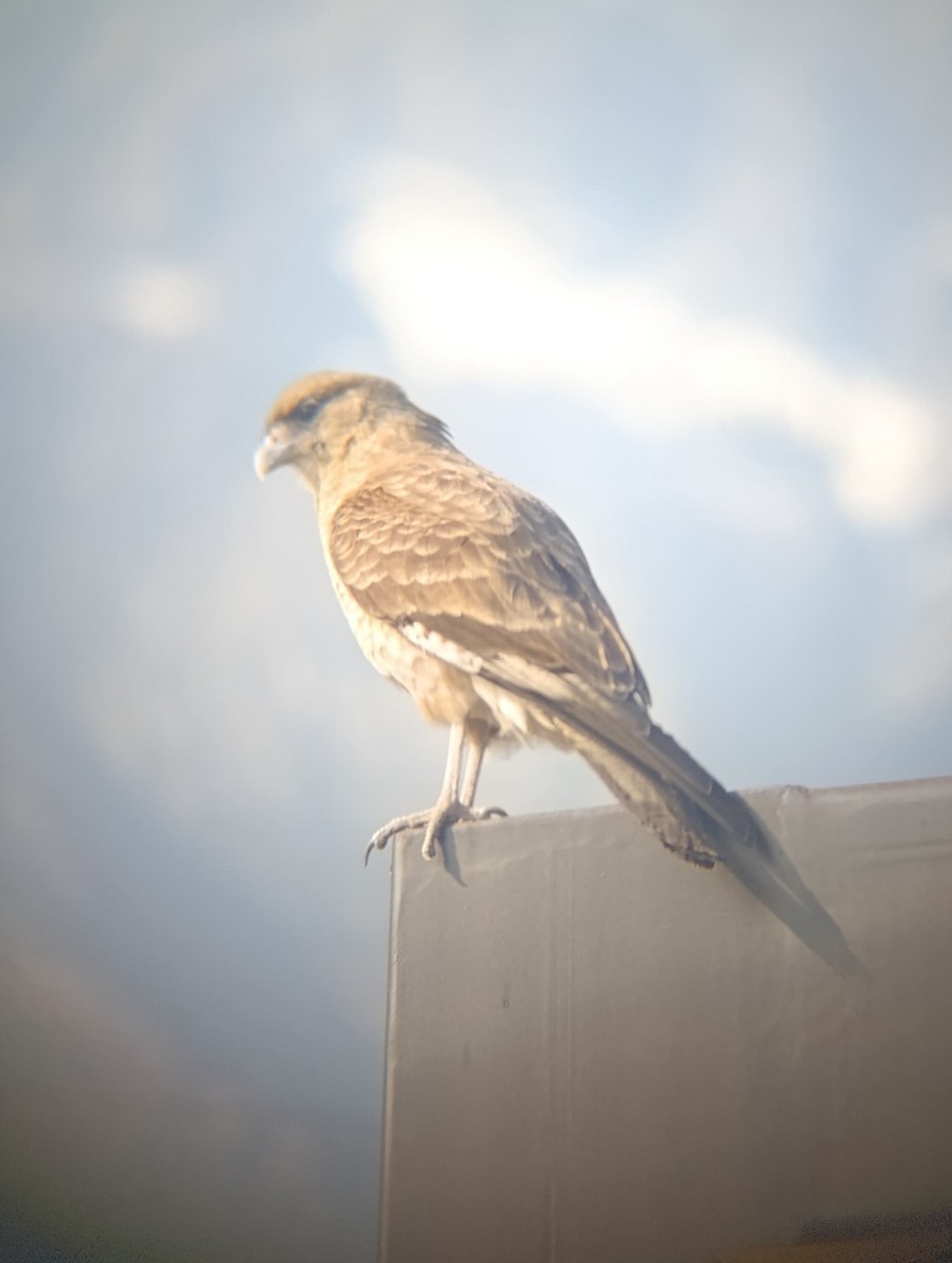 Chimango Caracara - ML638254993