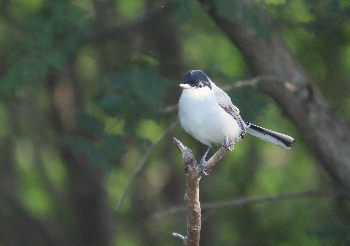 White-lored Gnatcatcher - ML638255014