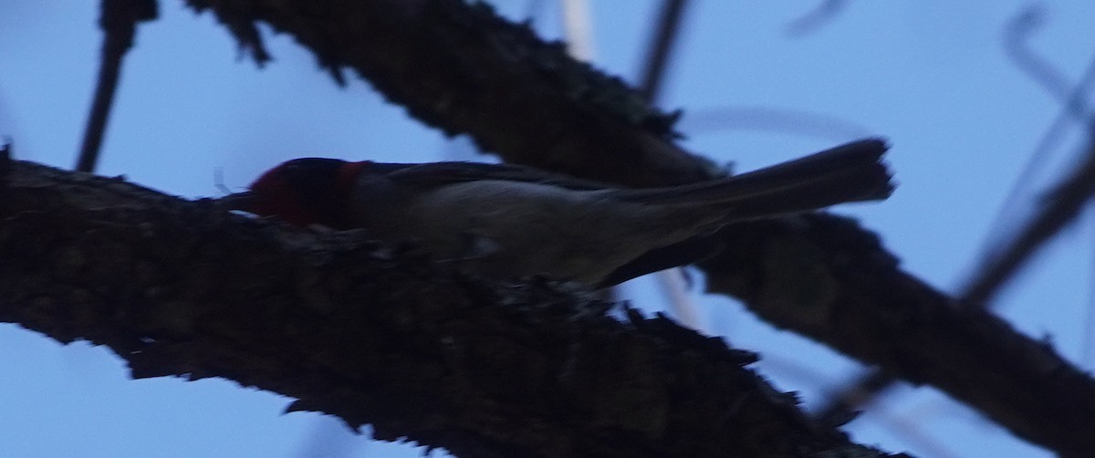 Red-faced Warbler - ML638255015