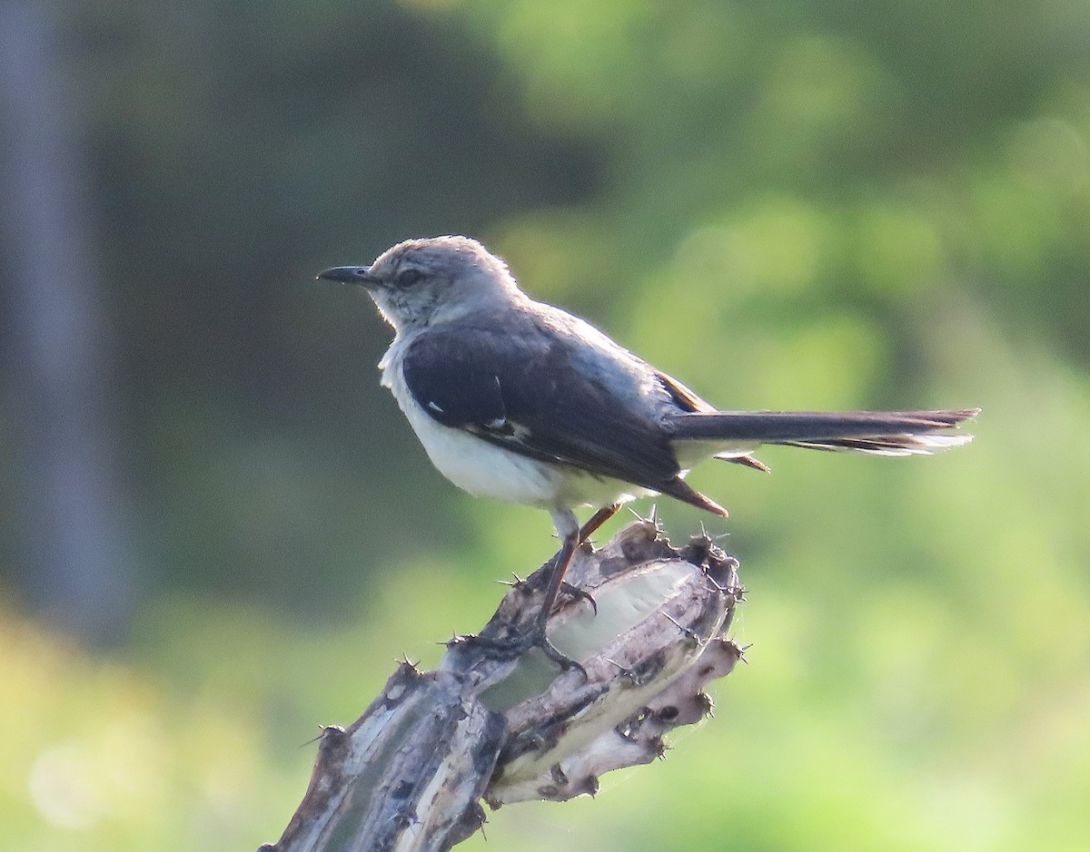 Tropical Mockingbird - ML638255026