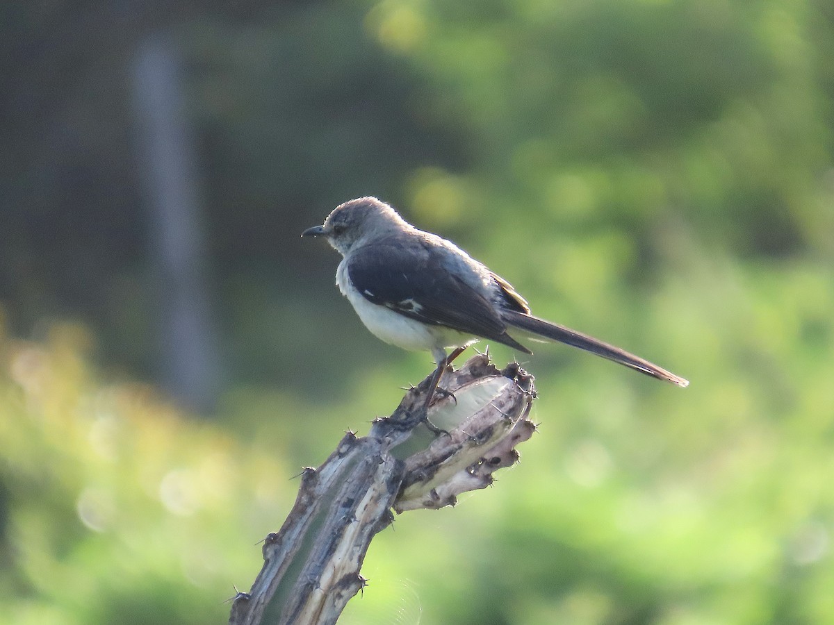 Tropical Mockingbird - ML638255027