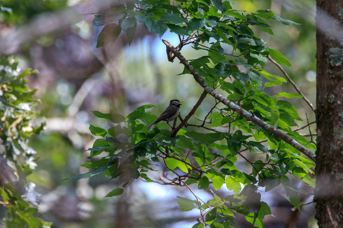 Carolina Chickadee - ML638255033