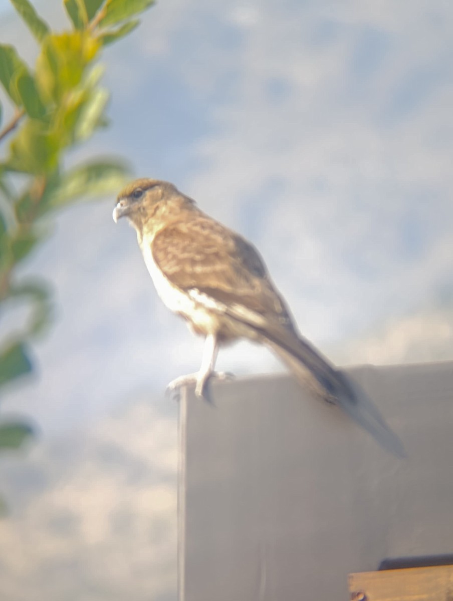 Chimango Caracara - ML638255041