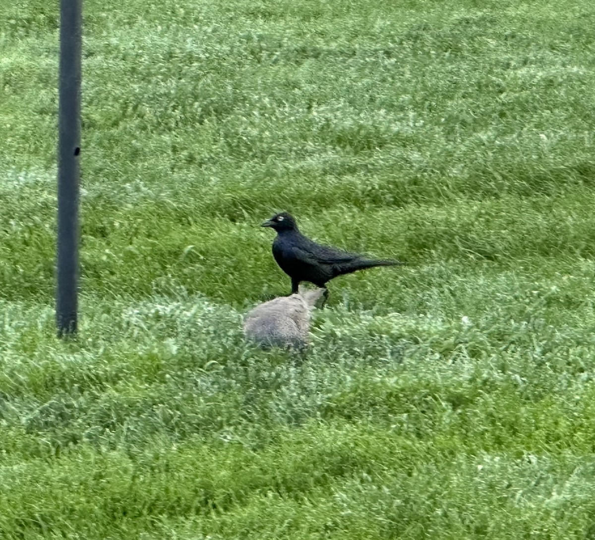 Brewer's Blackbird - ML638255043