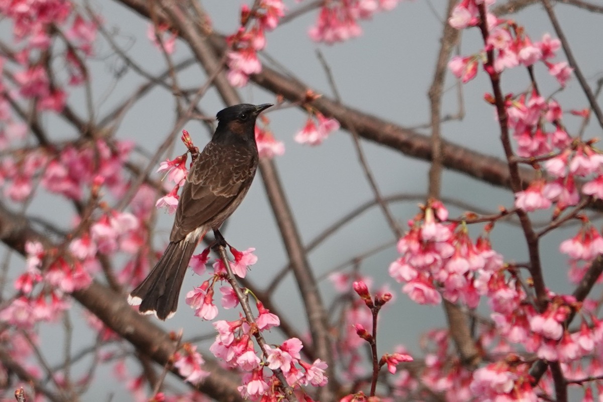 Red-vented Bulbul - ML638255071