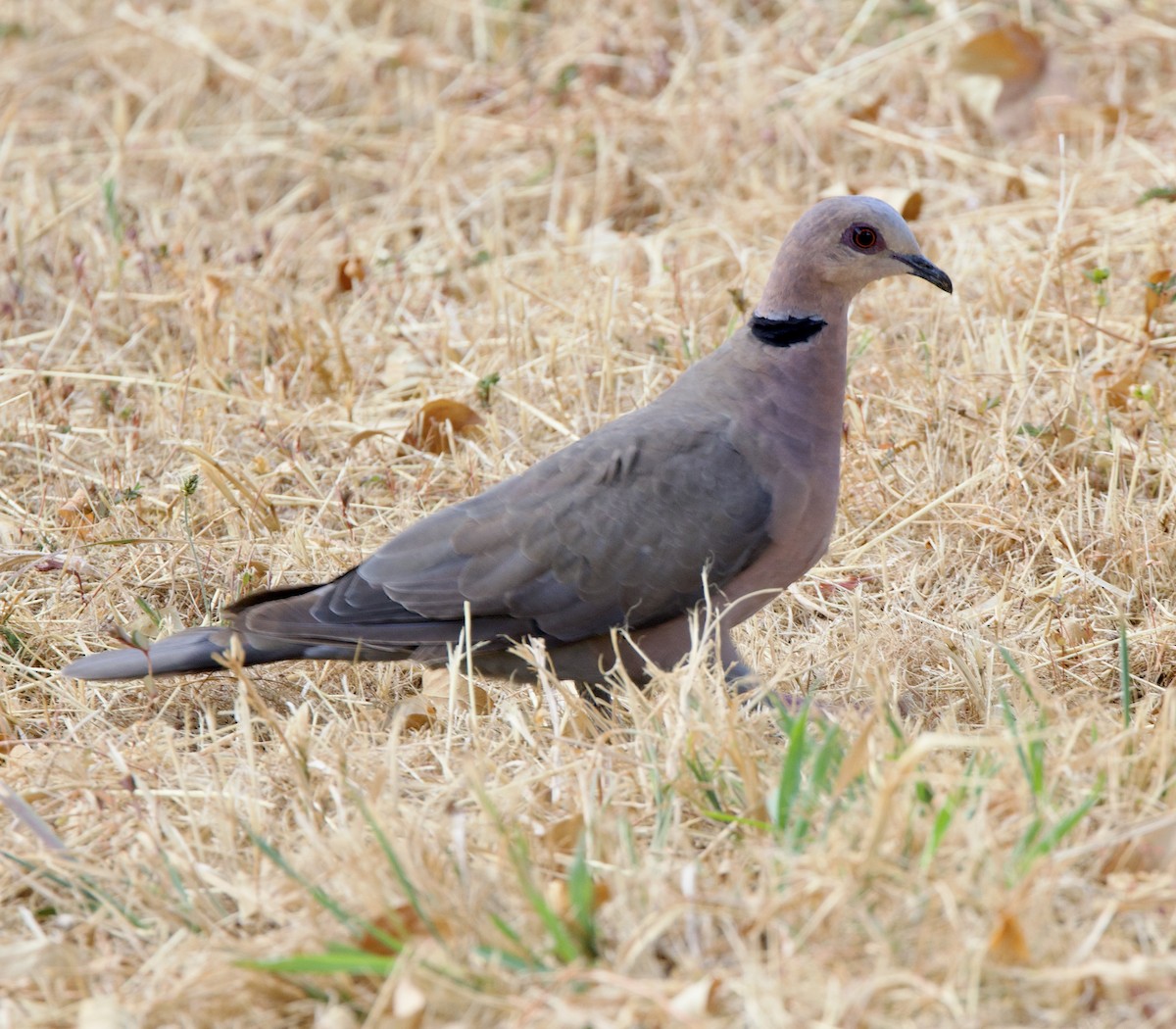 Red-eyed Dove - ML638255072