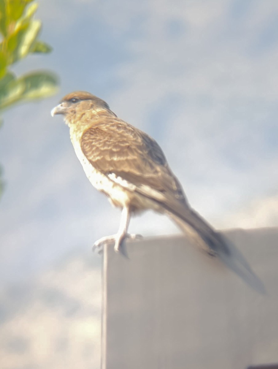 Chimango Caracara - ML638255075
