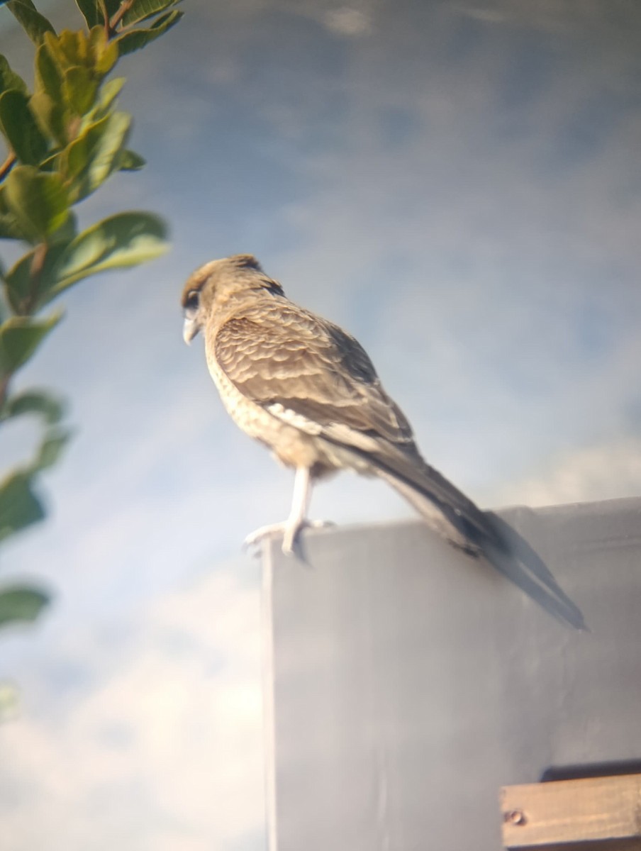 Chimango Caracara - ML638255076