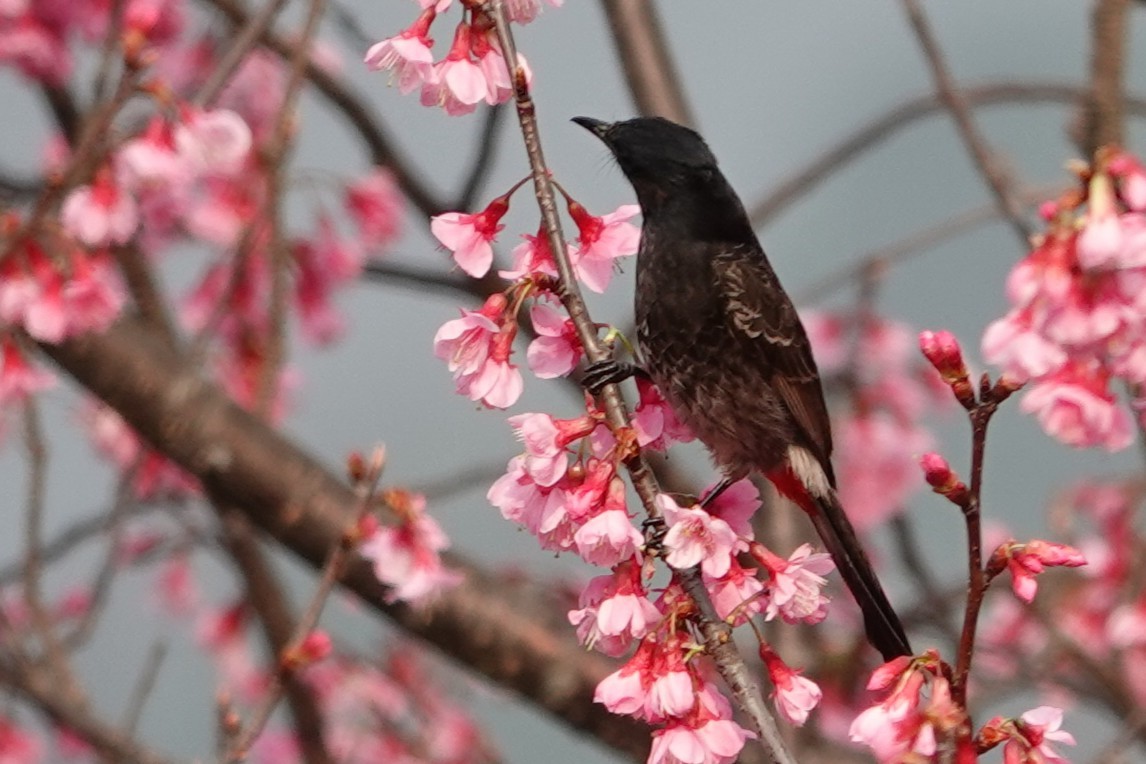 Red-vented Bulbul - ML638255077