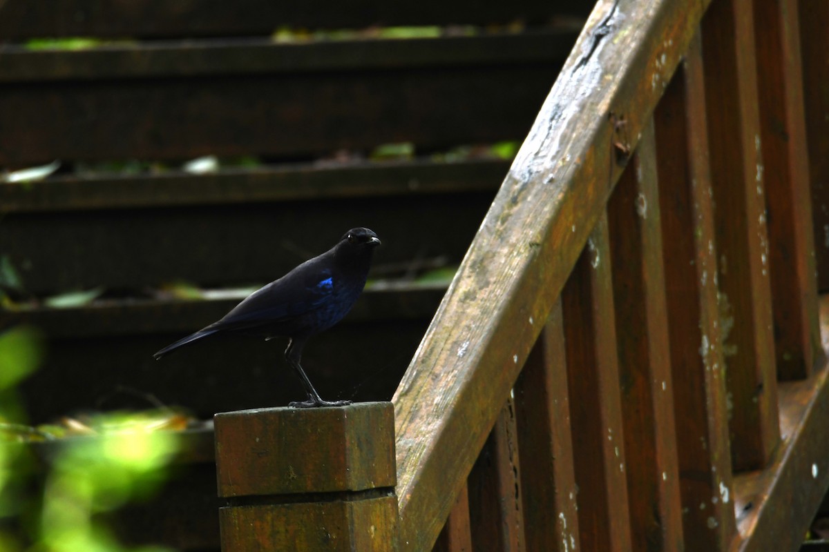 Taiwan Whistling-Thrush - ML638255080