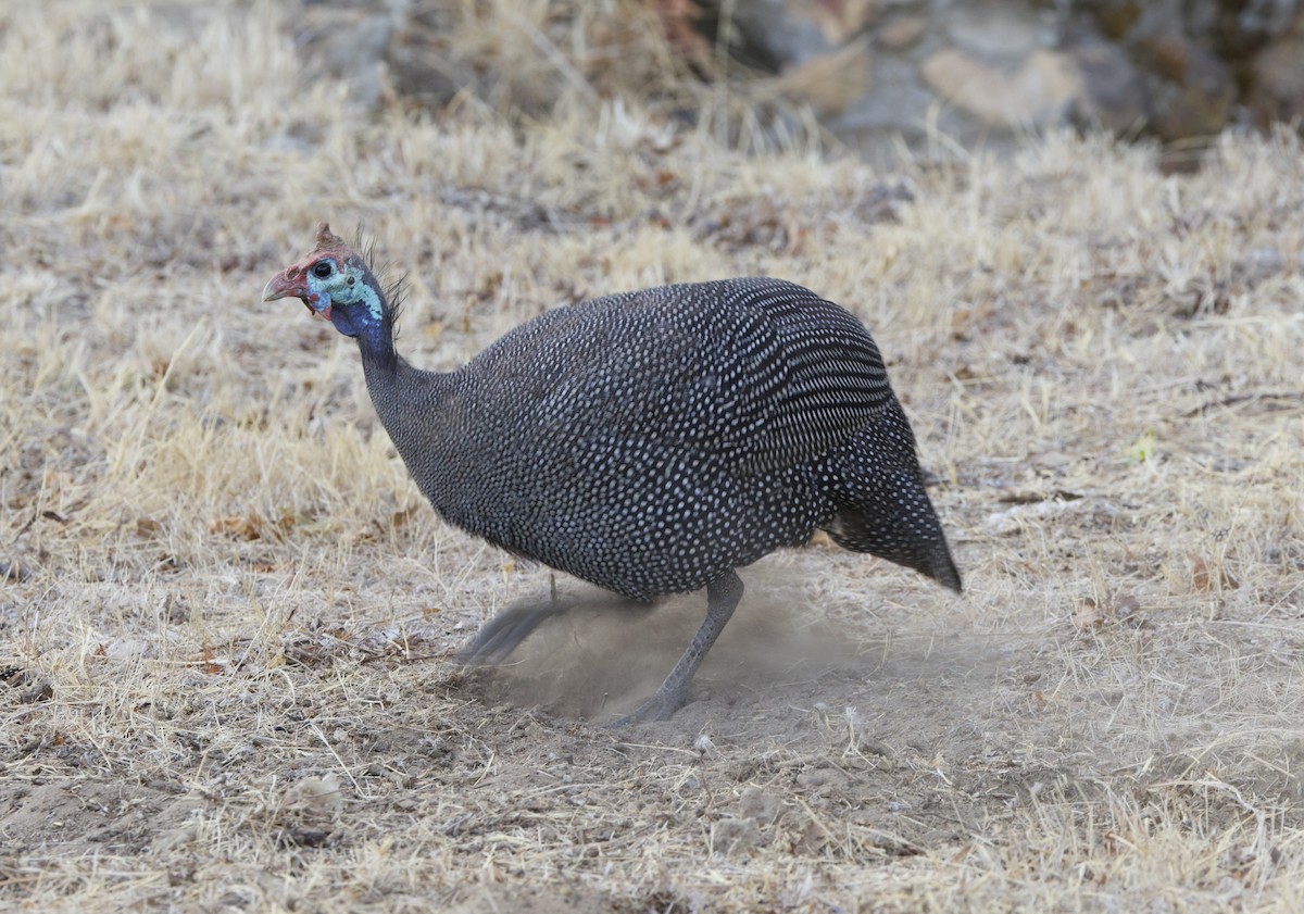 Helmeted Guineafowl - ML638255081