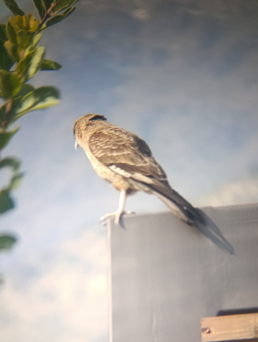 Chimango Caracara - ML638255101