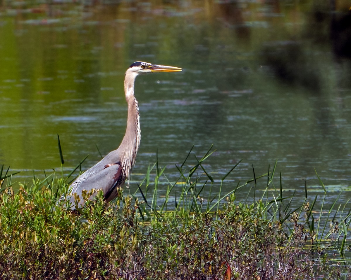 Great Blue Heron - ML638255102