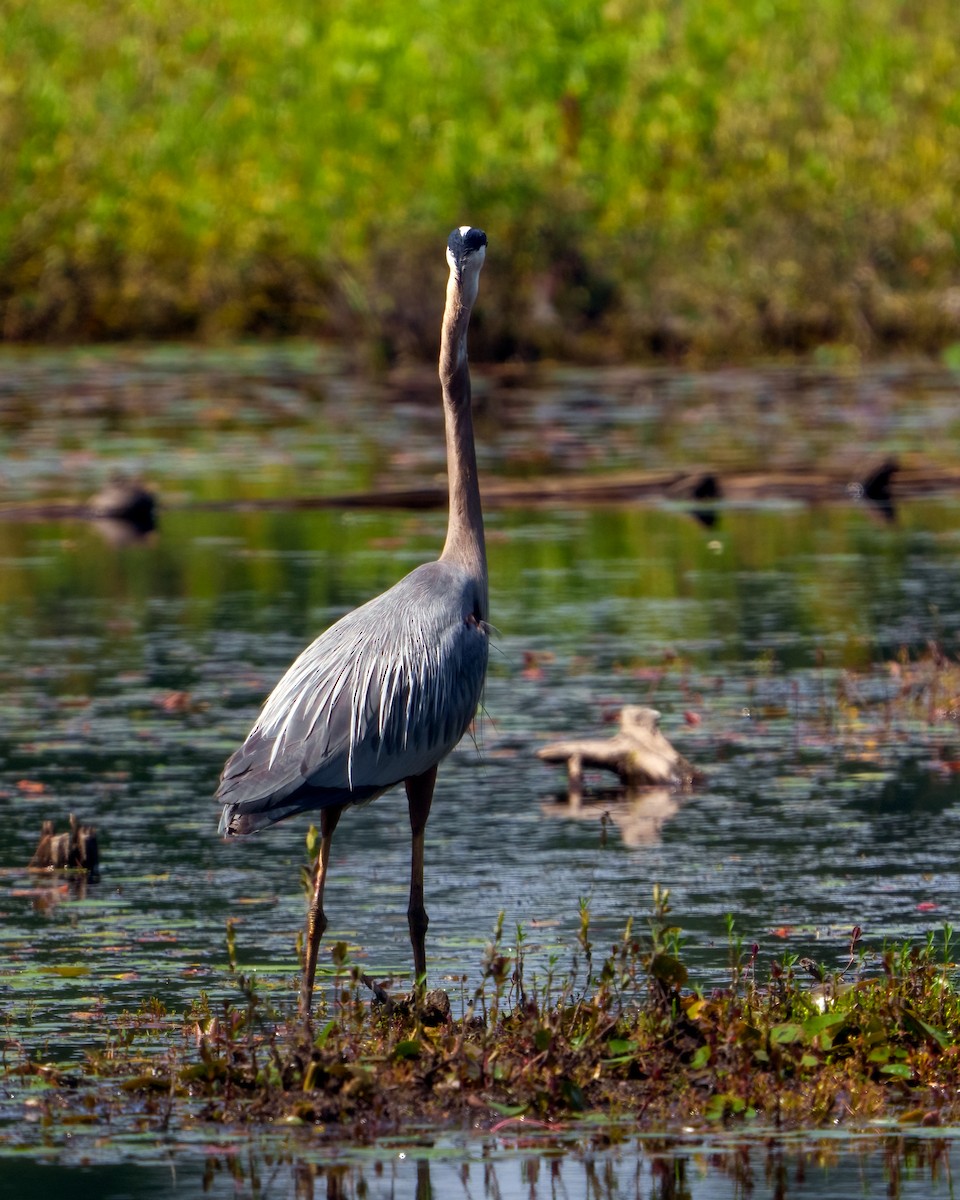 Great Blue Heron - ML638255103