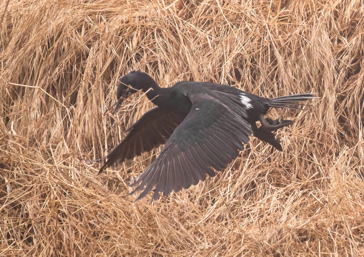 Pelagic Cormorant - ML638255105