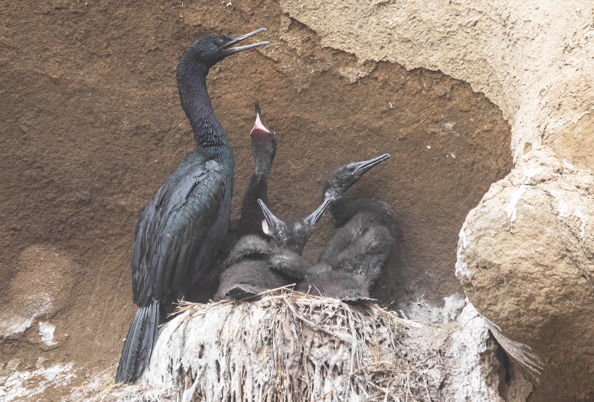 Pelagic Cormorant - ML638255106