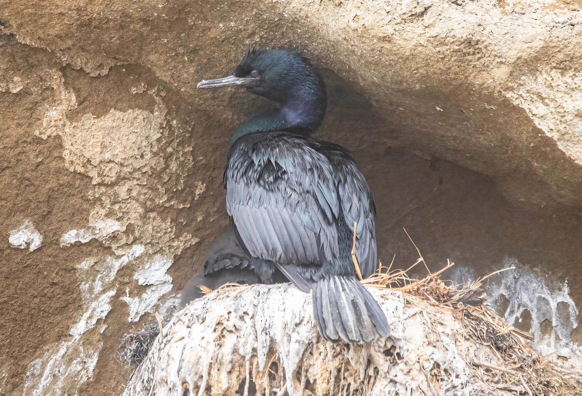Pelagic Cormorant - ML638255107