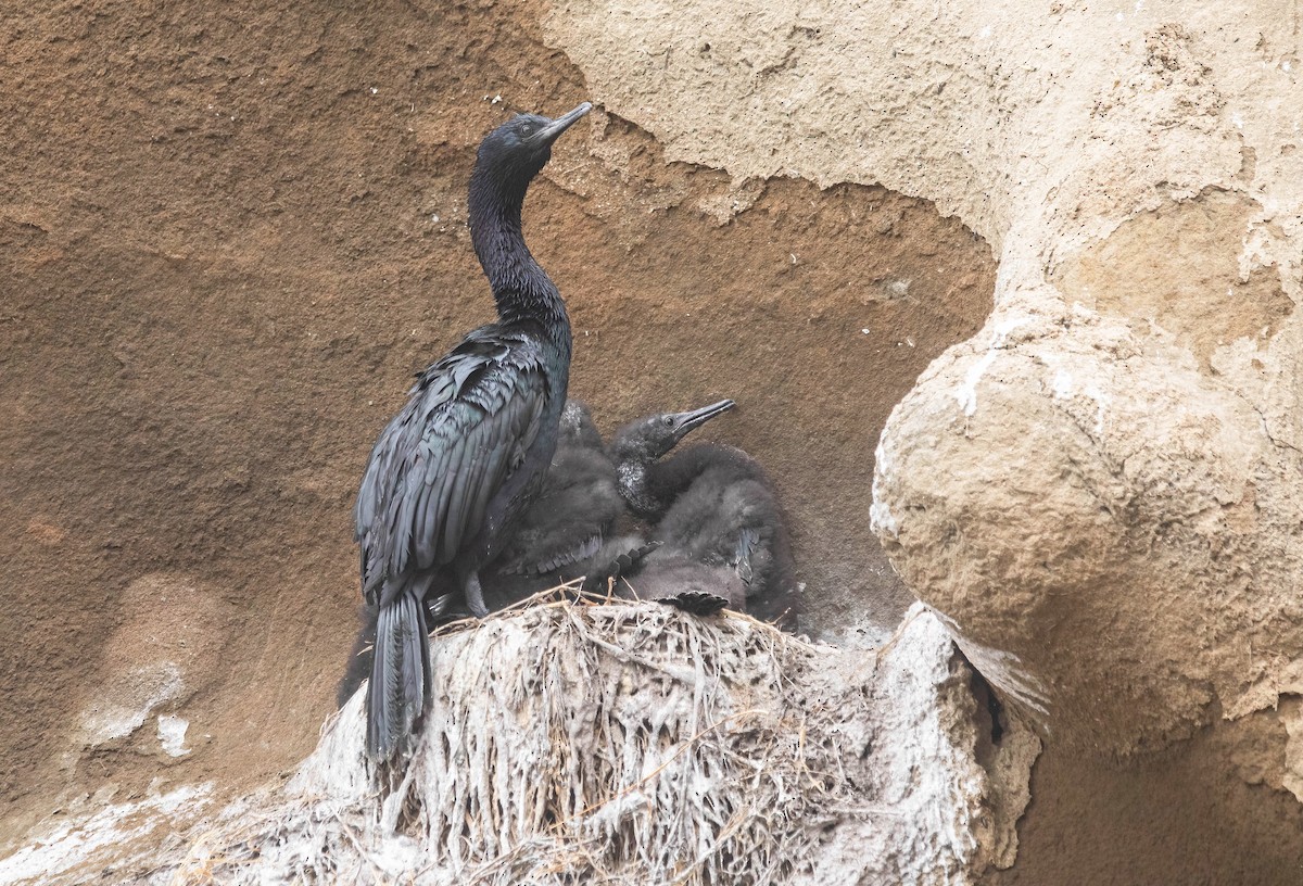Pelagic Cormorant - ML638255108