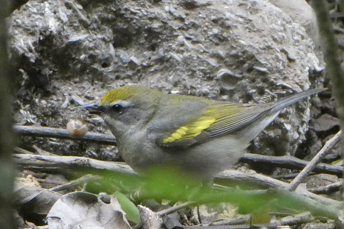 Goldflügel-Waldsänger - ML638255116