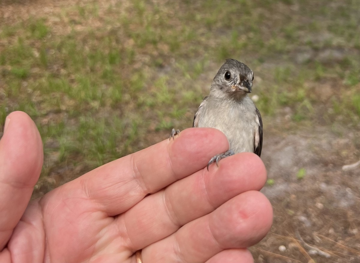 Tufted Titmouse - ML638255138