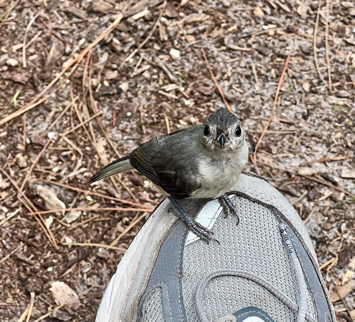 Tufted Titmouse - ML638255158