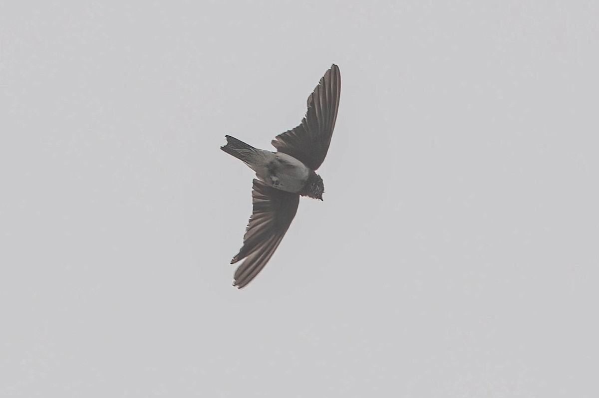 Bank Swallow - ML638255168
