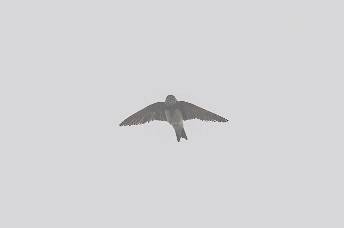 Bank Swallow - ML638255169