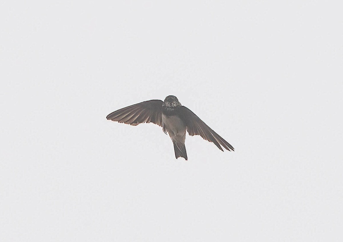 Bank Swallow - ML638255170