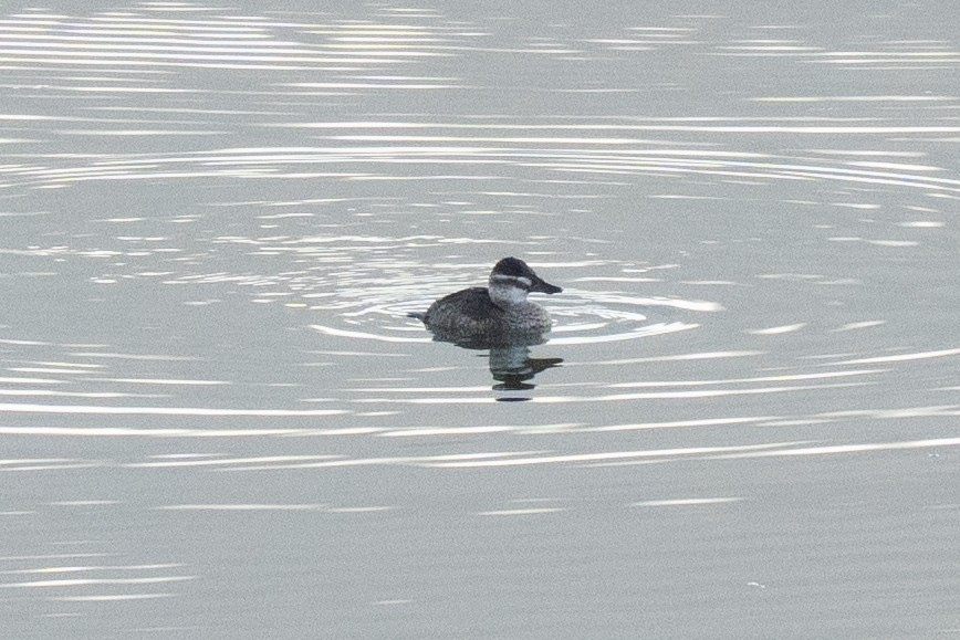 Lake Duck - ML638255174