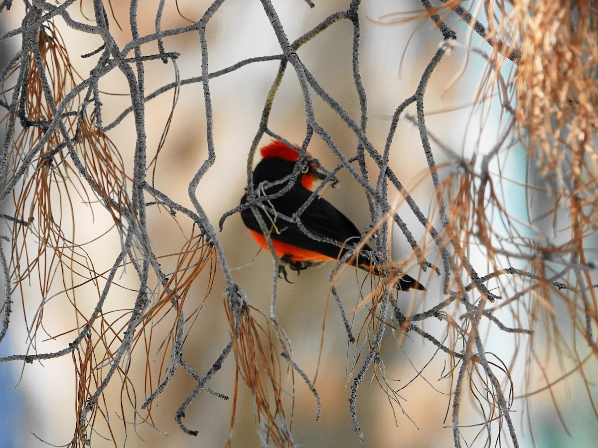 Vermilion Flycatcher - ML638255177