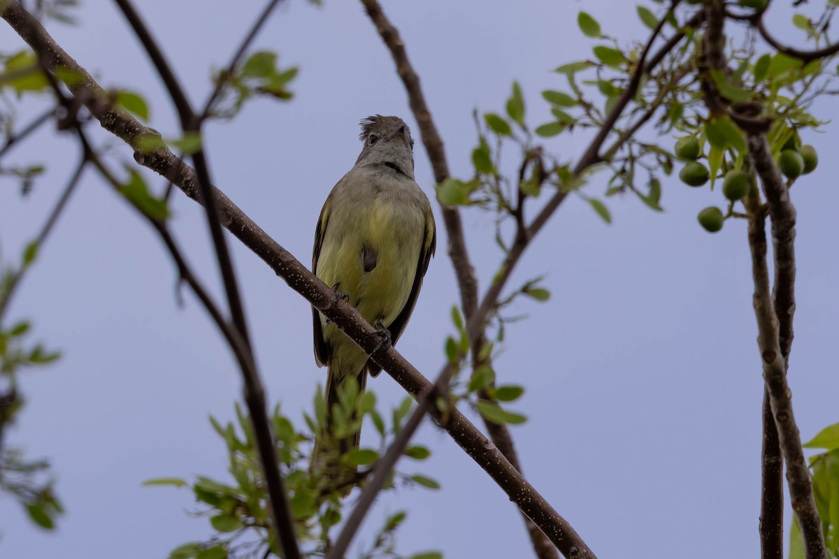 Yellow-bellied Elaenia - ML638255178