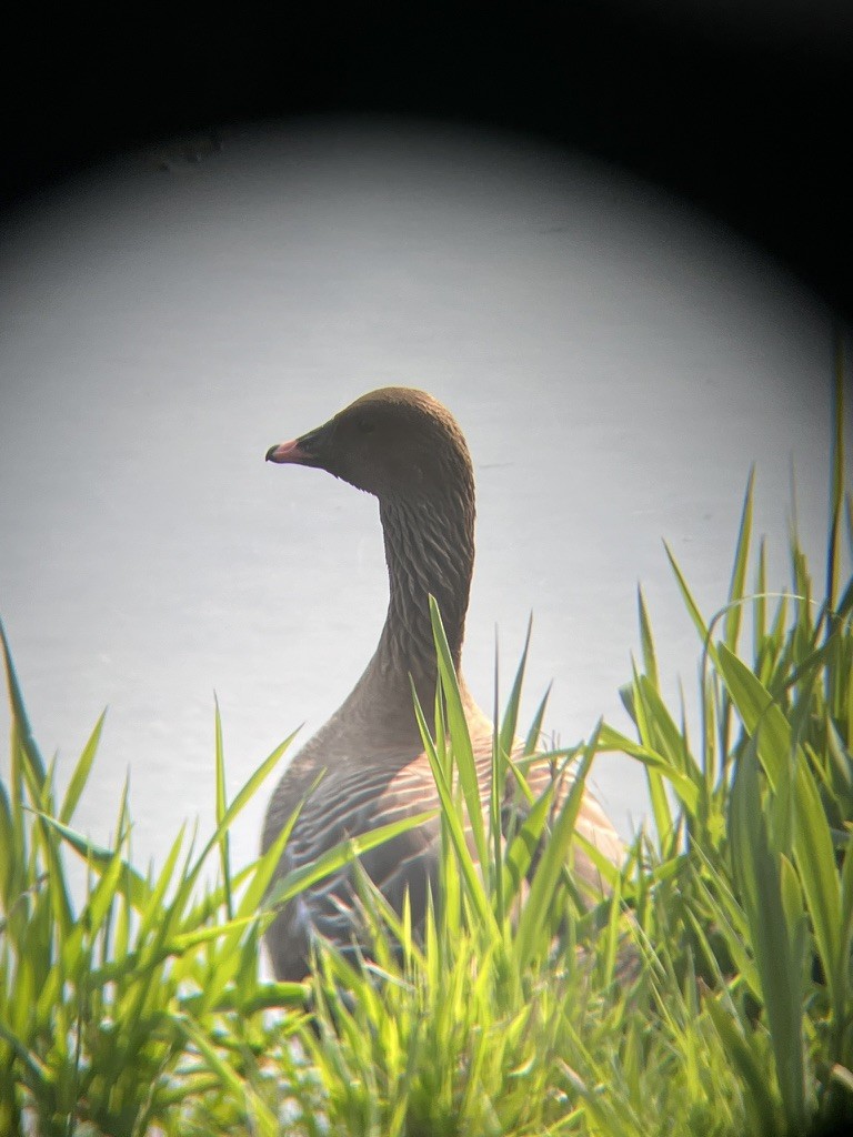 Pink-footed Goose - ML638255187