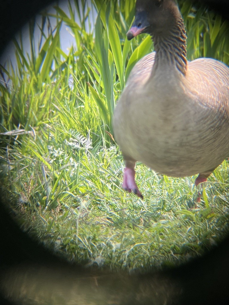 Pink-footed Goose - ML638255191