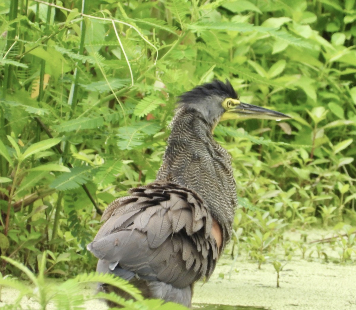 Bare-throated Tiger-Heron - ML638255194