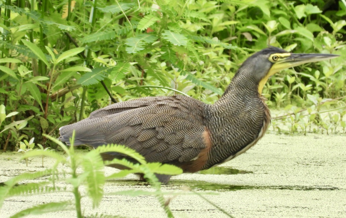 Bare-throated Tiger-Heron - ML638255196