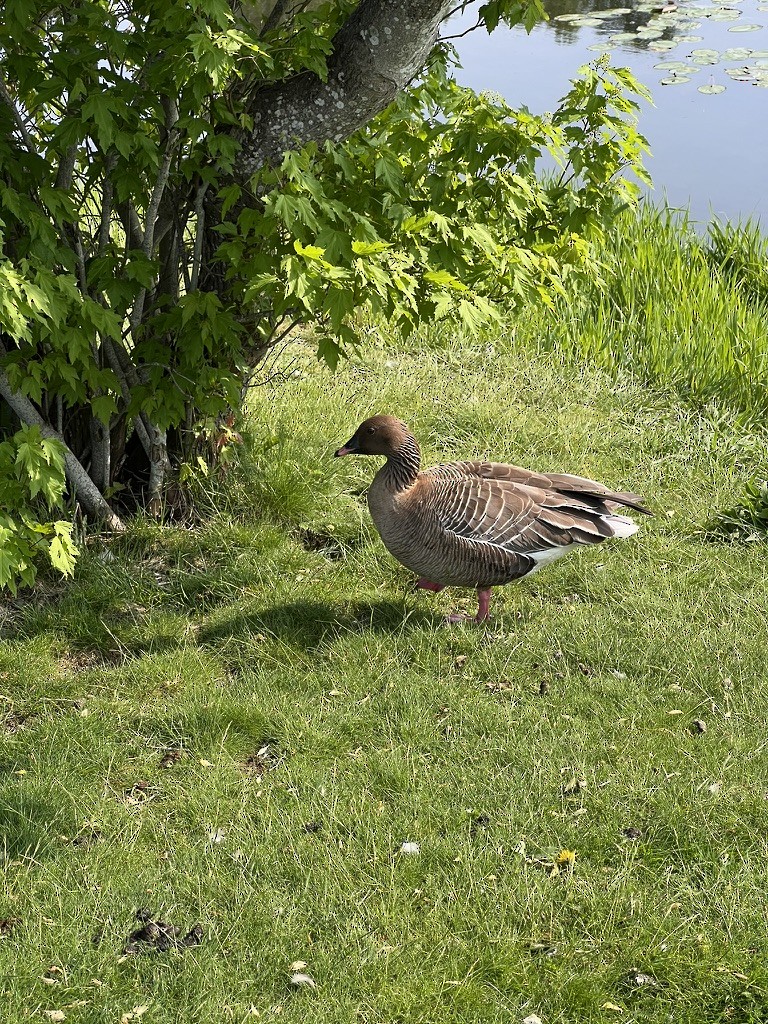 Pink-footed Goose - ML638255198