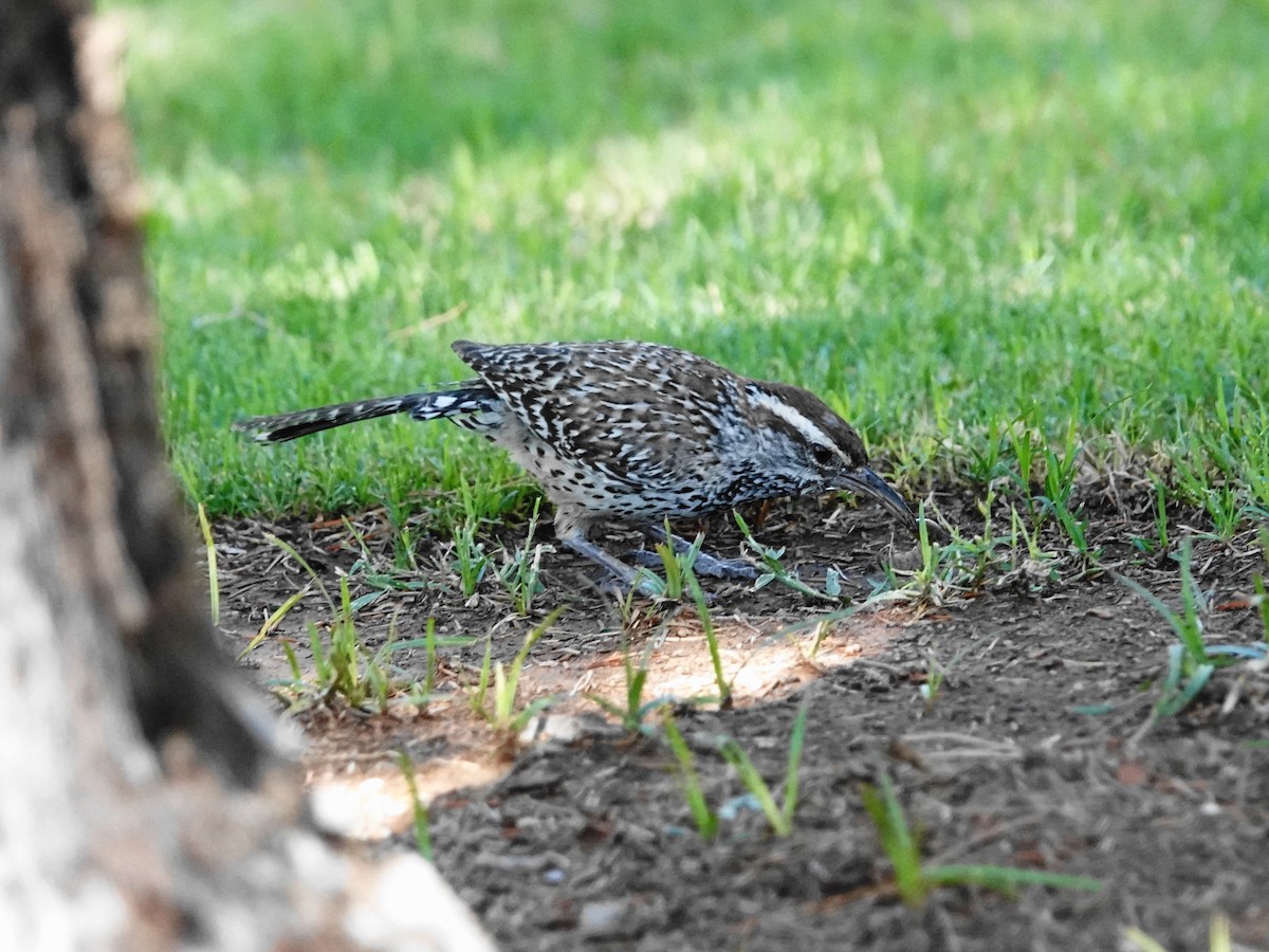Cactus Wren - ML638255199