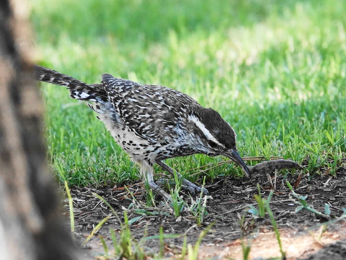 Cactus Wren - ML638255200