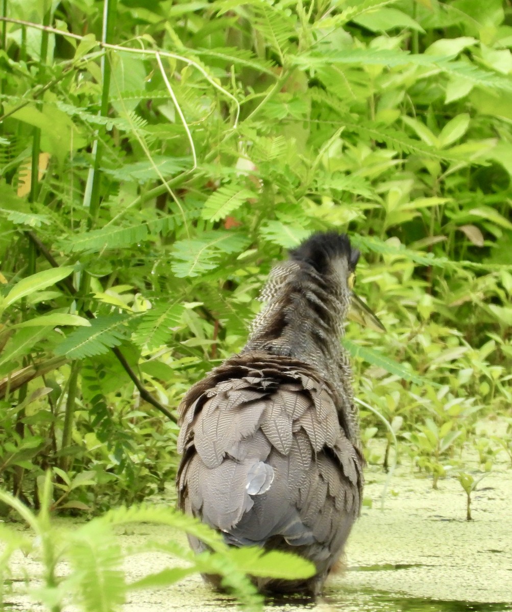 Bare-throated Tiger-Heron - ML638255204
