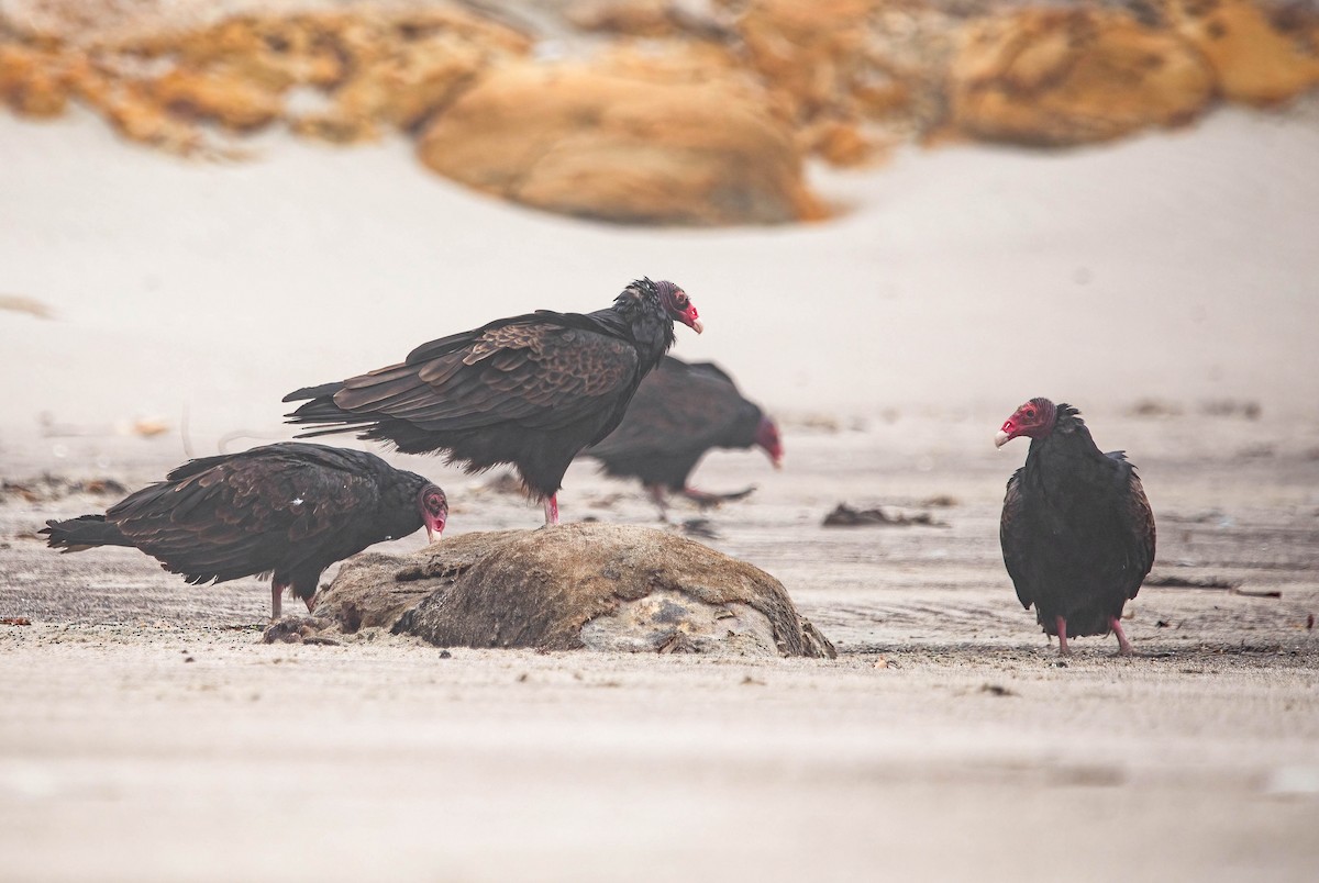 Turkey Vulture - ML638255208