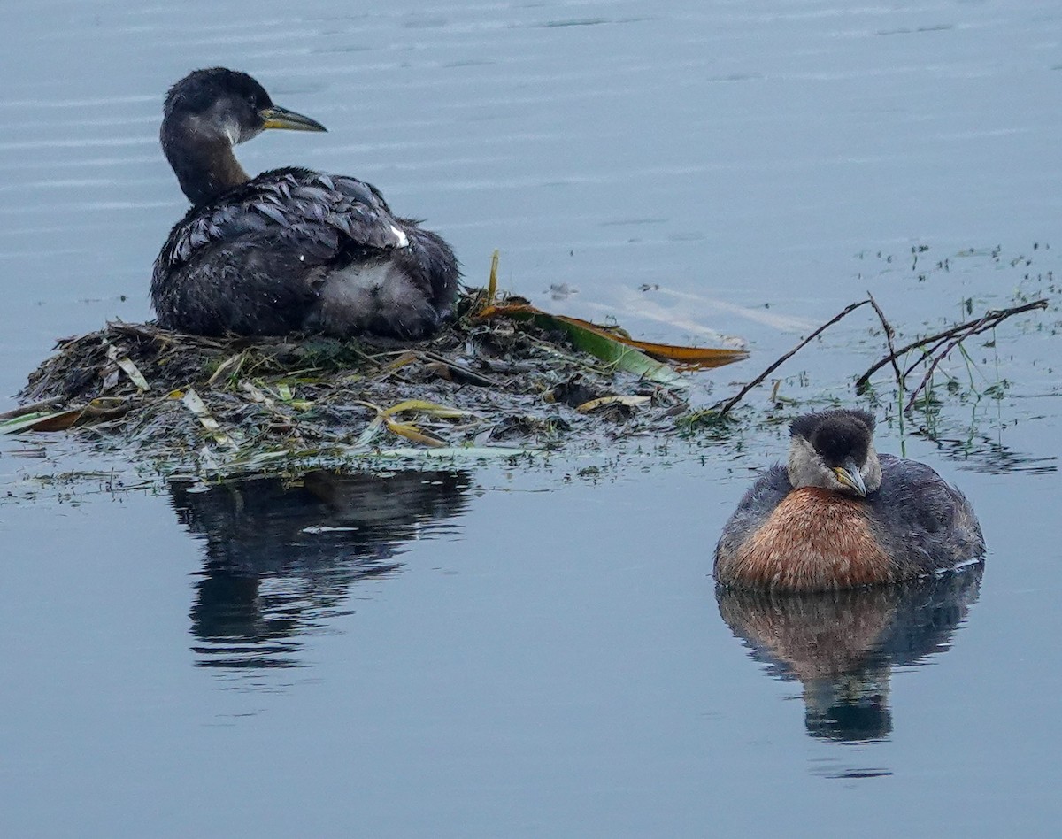 Red-necked Grebe - ML638255211