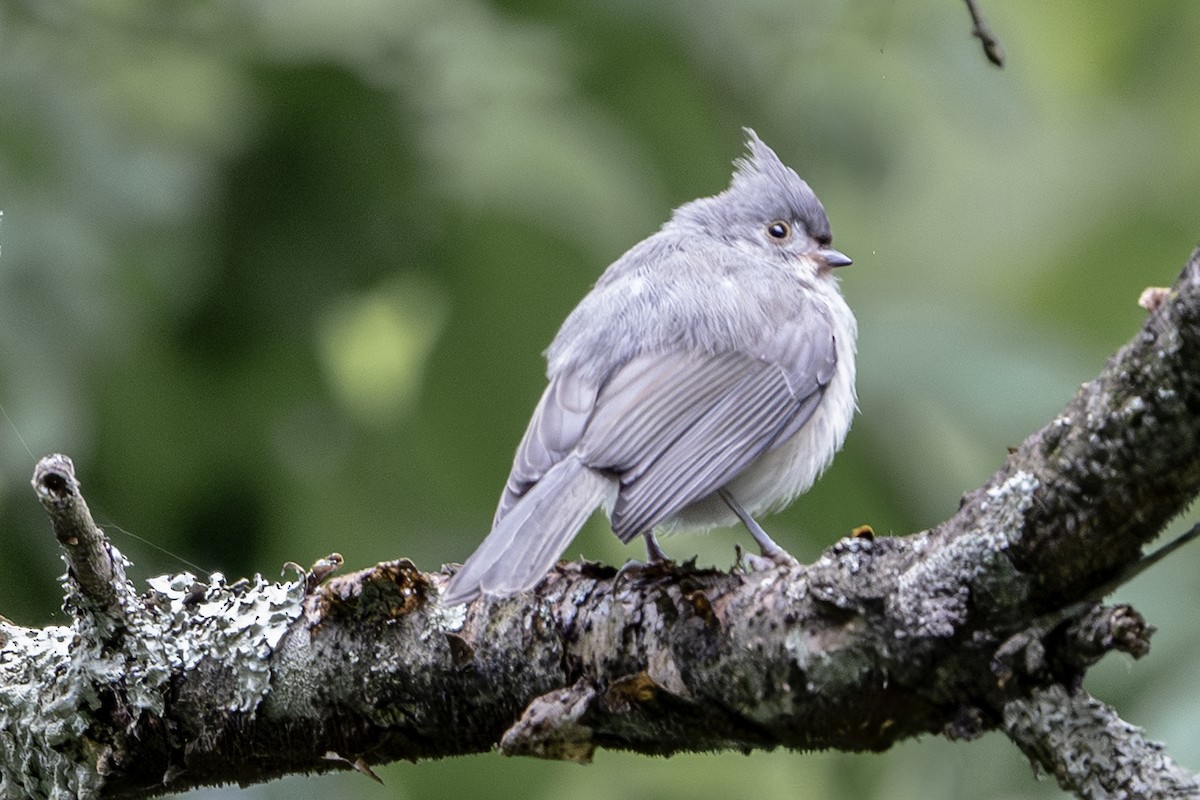 Tufted Titmouse - ML638255218