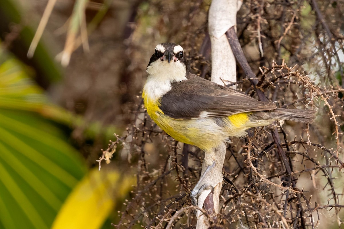 Bananaquit (Cozumel I.) - ML638255220