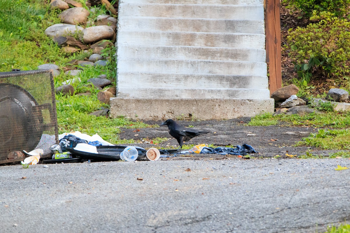 American Crow - ML638255224