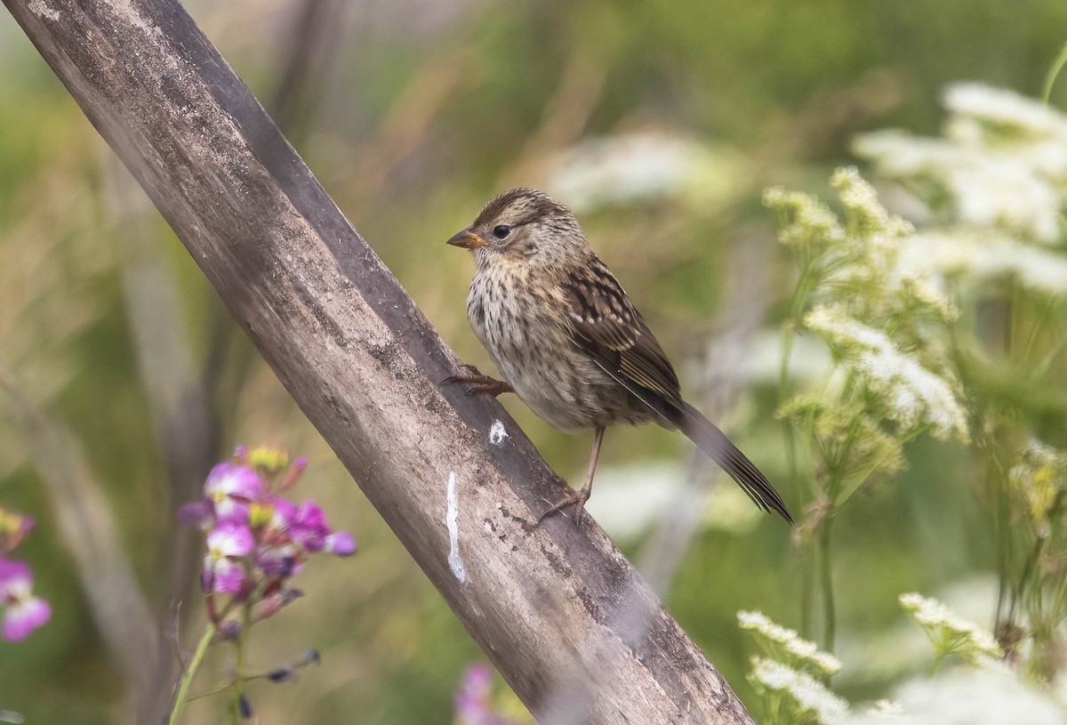 White-crowned Sparrow - ML638255225