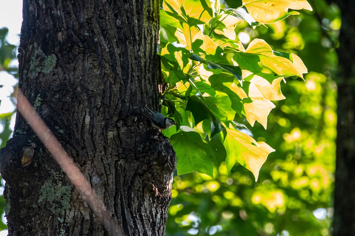 White-breasted Nuthatch - ML638255235